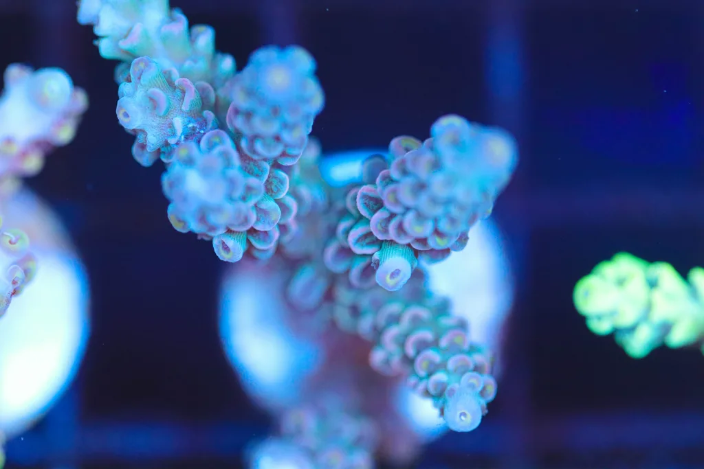 Frag Box Corals