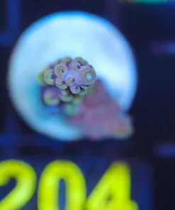 Wysiwyg Acropora Frag [F204]
