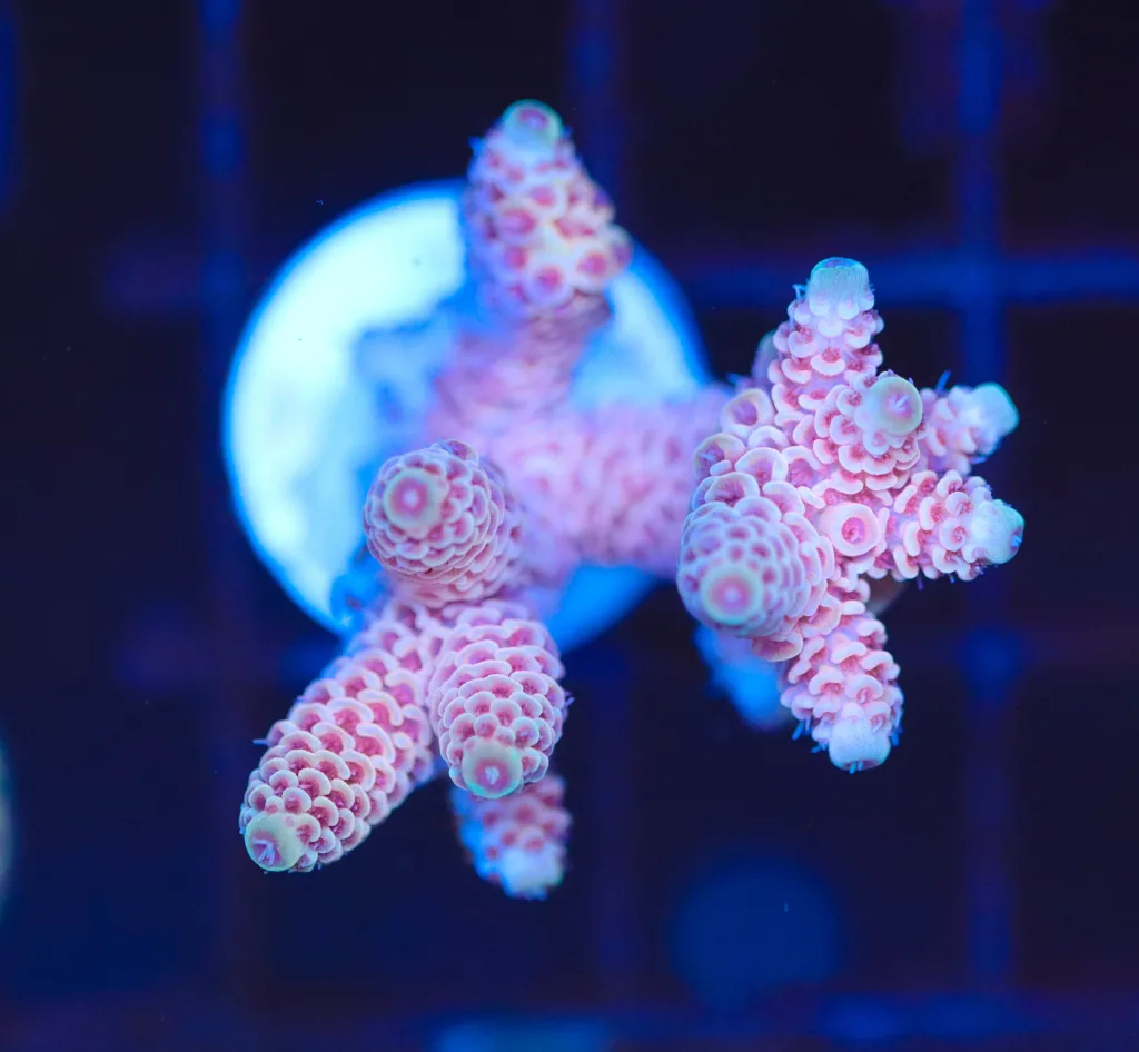Frag Box Corals