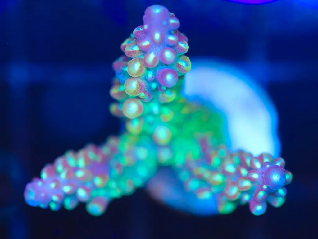Frag Box Corals