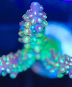 Wysiwyg Acropora Frag [F237]