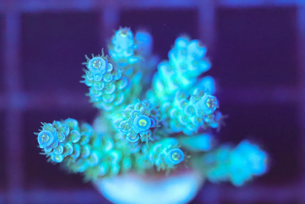 Frag Box Corals