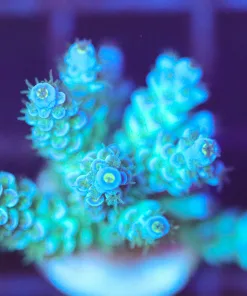 Wysiwyg Acropora Frag [F238]