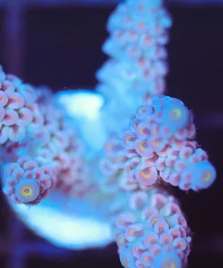 Wysiwyg Acropora Frag [F239]