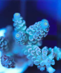Wysiwyg  Acropora Tenuis Frag [F242]