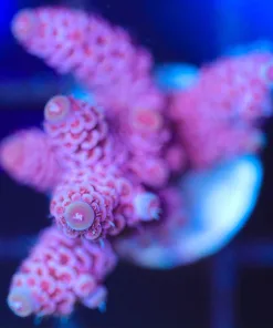 Wysiwyg Acropora Millepora Frag [F244]
