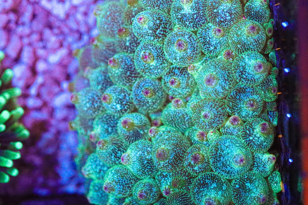 Frag Box Corals