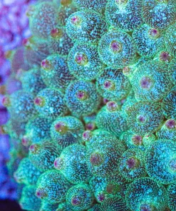 Wysiwyg Green Bubble Tip Anemone