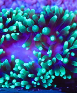 Wysiwyg Green Purple Anemone