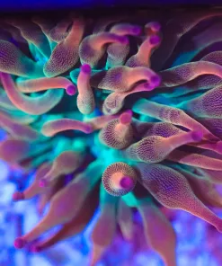 Wysiwyg Red Green Bubbletip Anemone