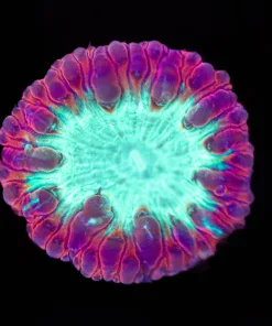 Candy Apple Blastomussa Frag (Row #46:B)