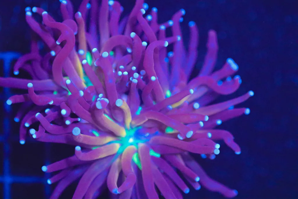 Frag Box Corals