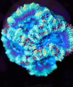 Jasmine Acan Frag (Row #59)