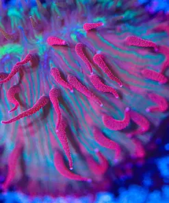 Red on Red Diaseris Plate Coral Frag (Row #62)