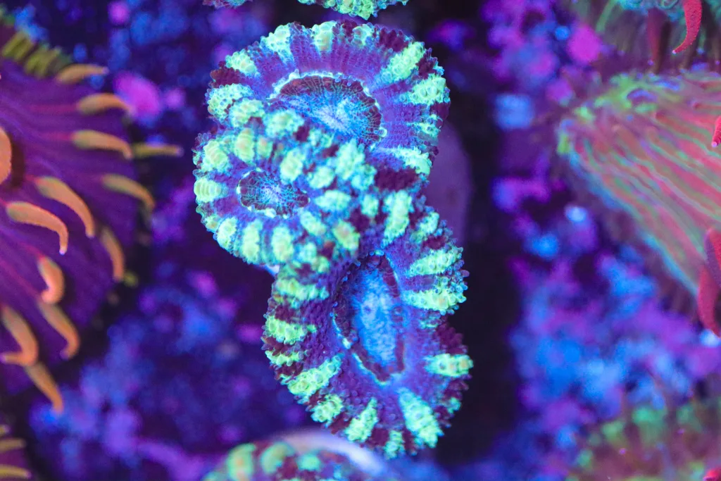 Frag Box Corals