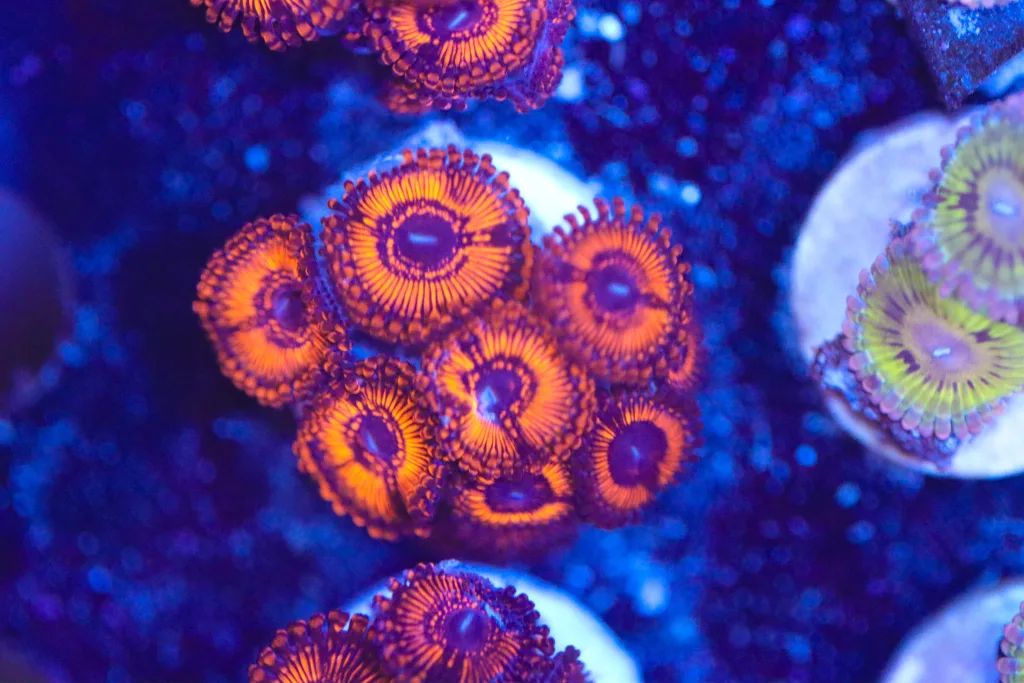 Frag Box Corals