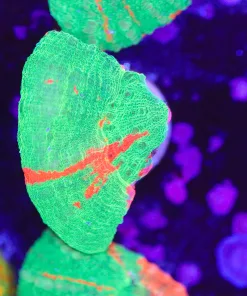 Bleeding Apple Scolymia Frag (Row #30:B)