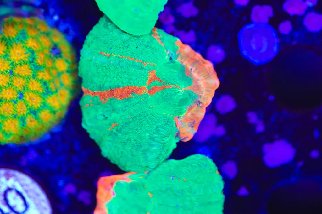 Frag Box Corals