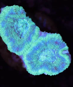 Blue Green Acan Frag (Row #52:B)