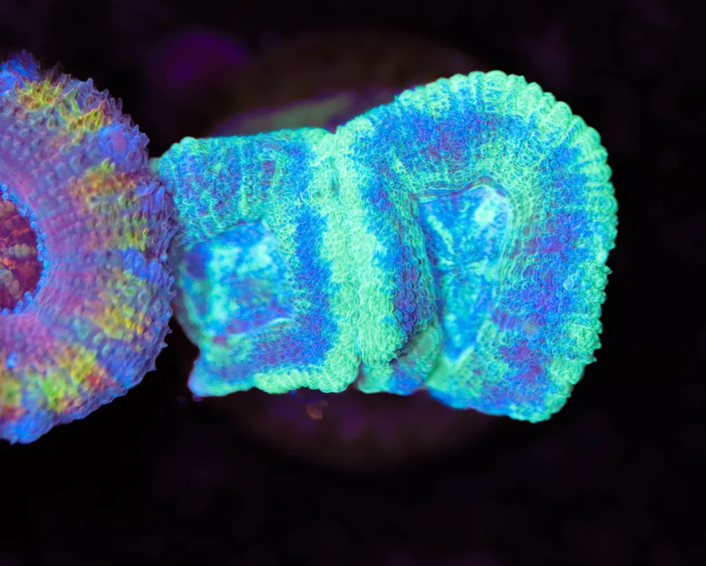 Frag Box Corals