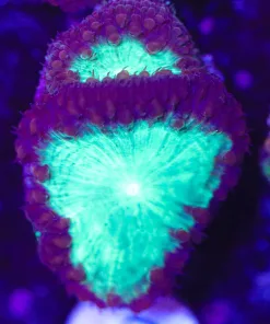XL Vortex Blastomussa Frag (Row #56)