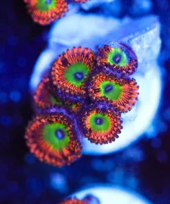 Intense Candy Apple Red Zoanthids Frag (Row #6:B)