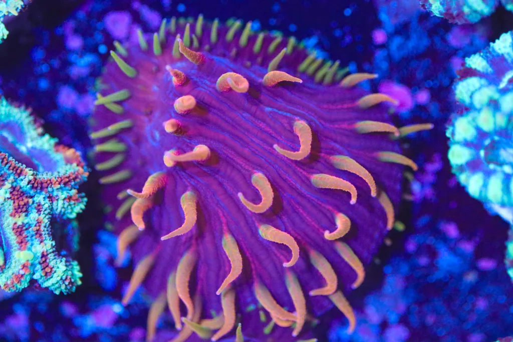 Frag Box Corals
