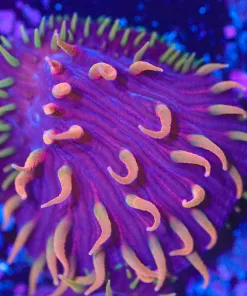 Disco Diaseris Plate Coral Frag (Row #60) *video inside*