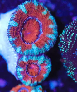 Blue Rim Bloody Acan Frag (Row #62:B)