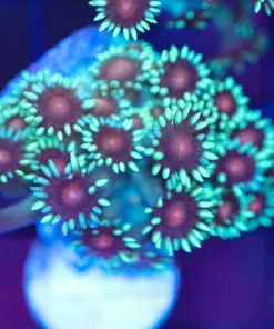 Green Eggs N Ham Flowerpot Coral Frag (Row #72)