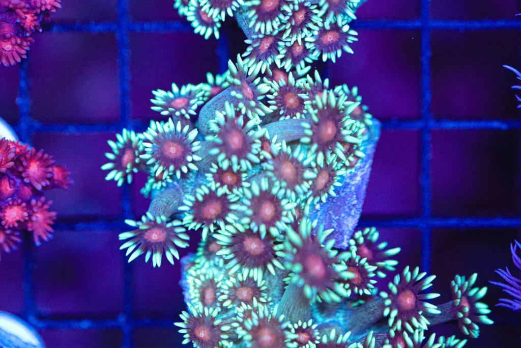 Frag Box Corals