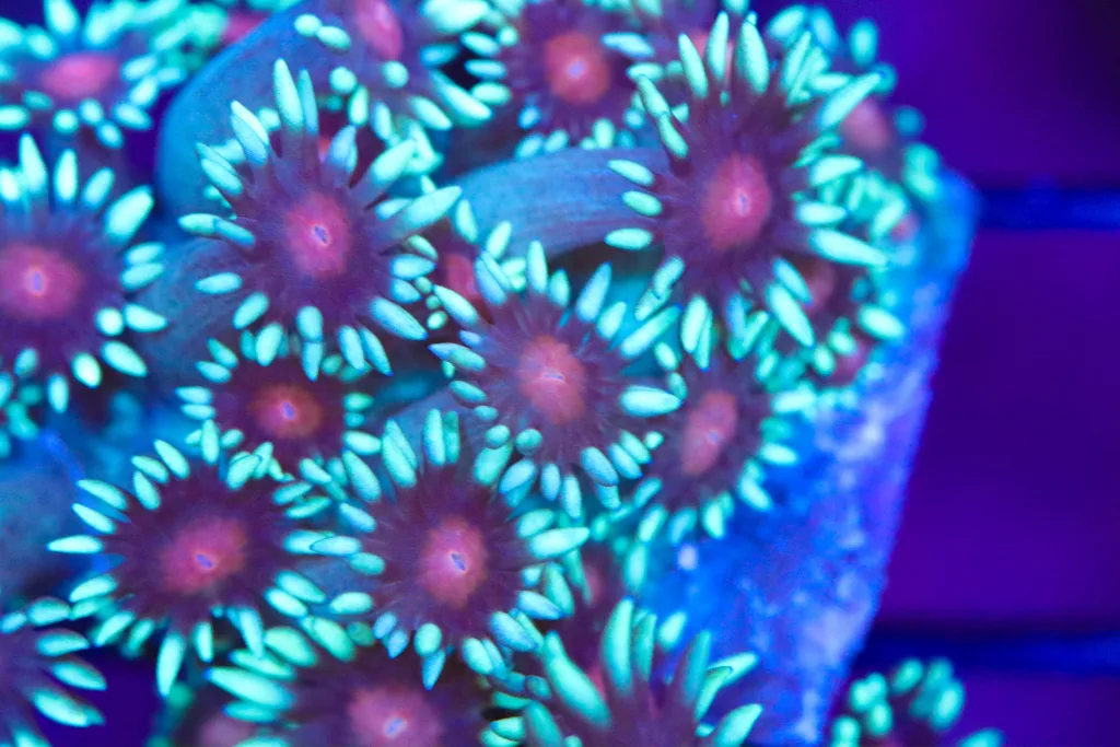 Frag Box Corals