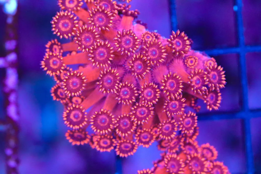 Frag Box Corals