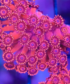 Blue Flowerpot Coral Frag (Row #76)