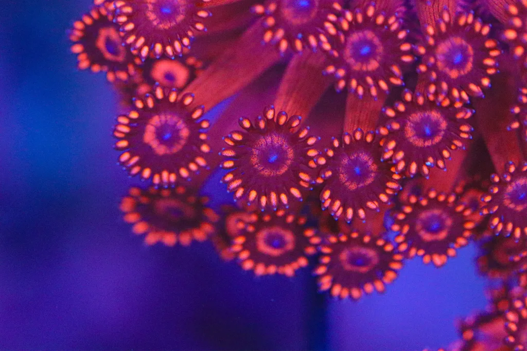 Frag Box Corals