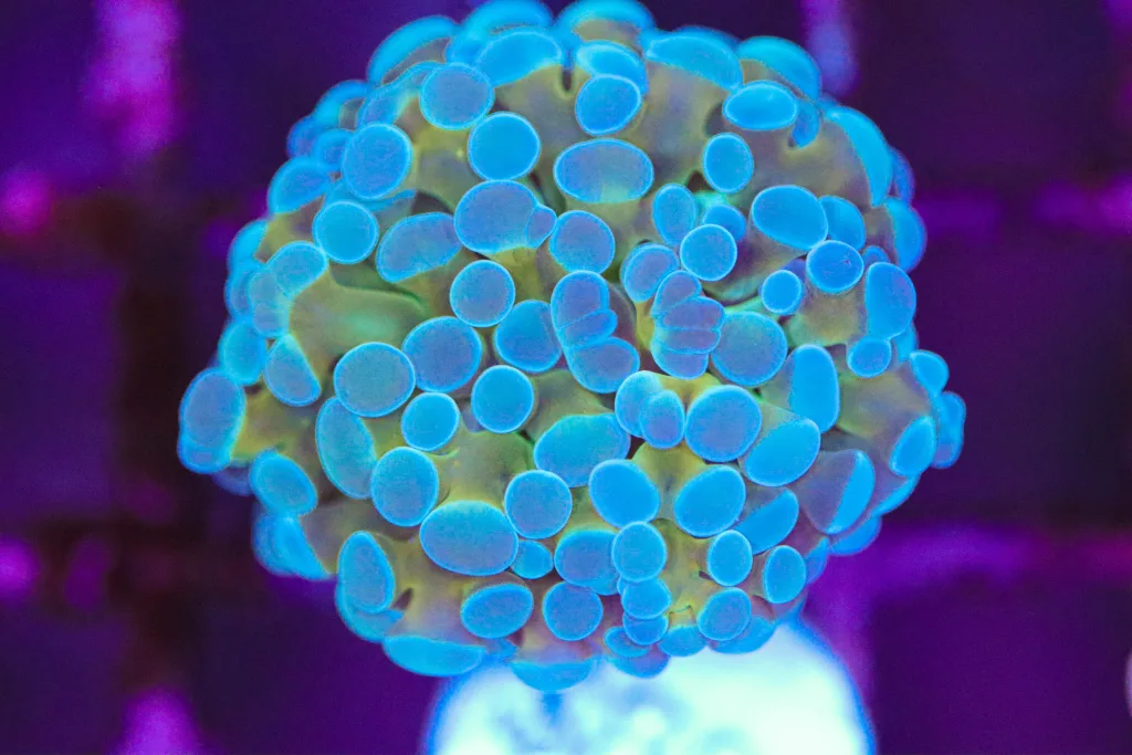 Frag Box Corals