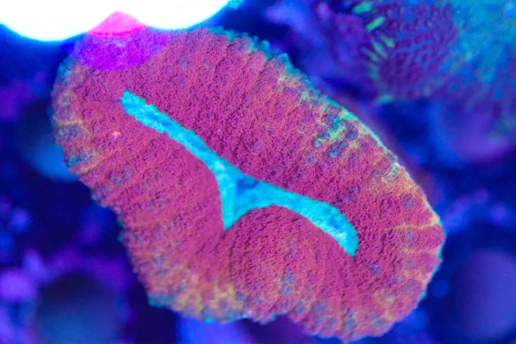 Frag Box Corals