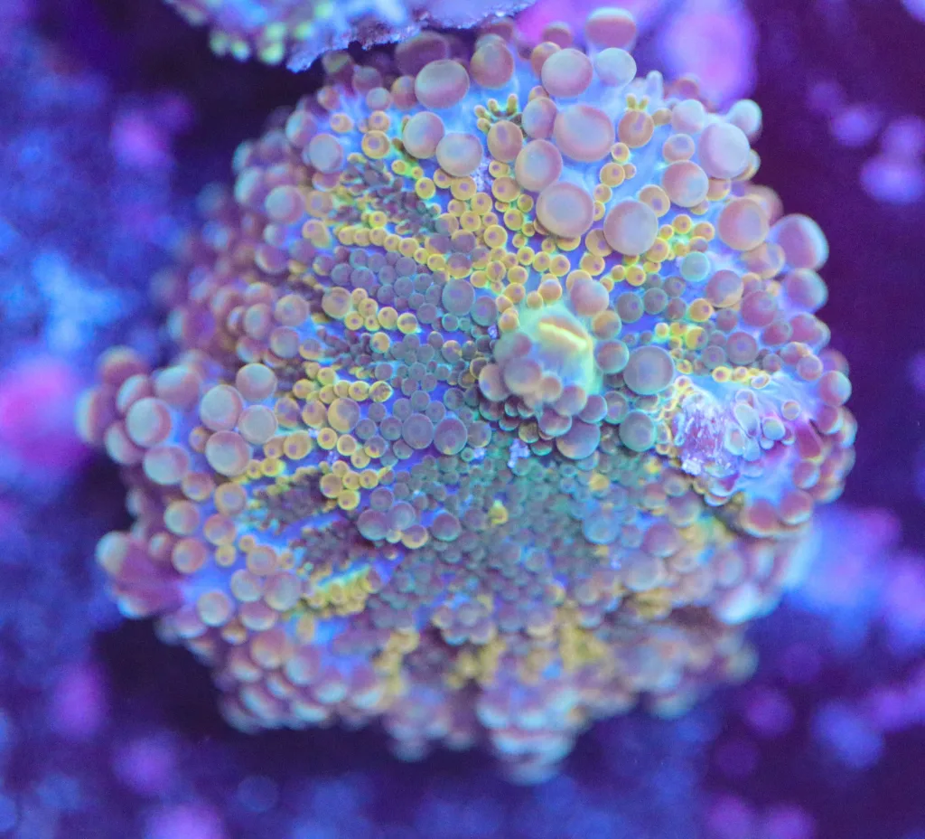 Frag Box Corals
