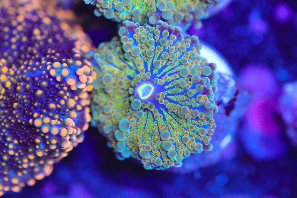 Frag Box Corals