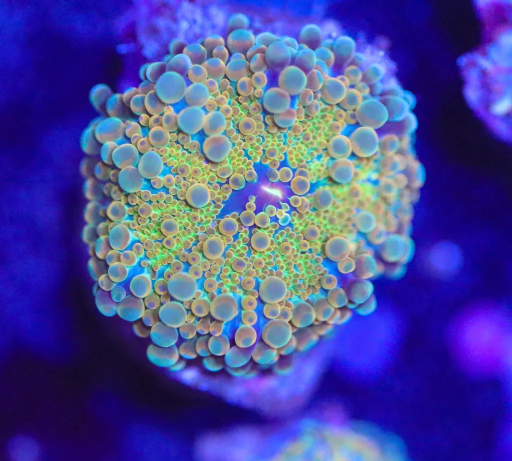Frag Box Corals