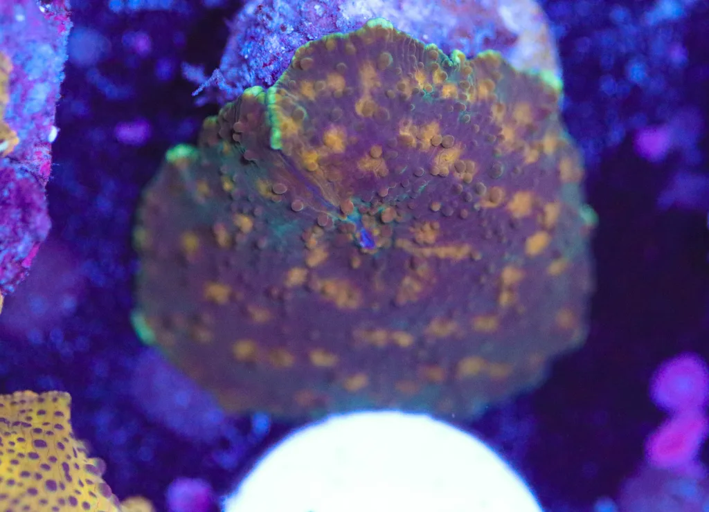 Frag Box Corals