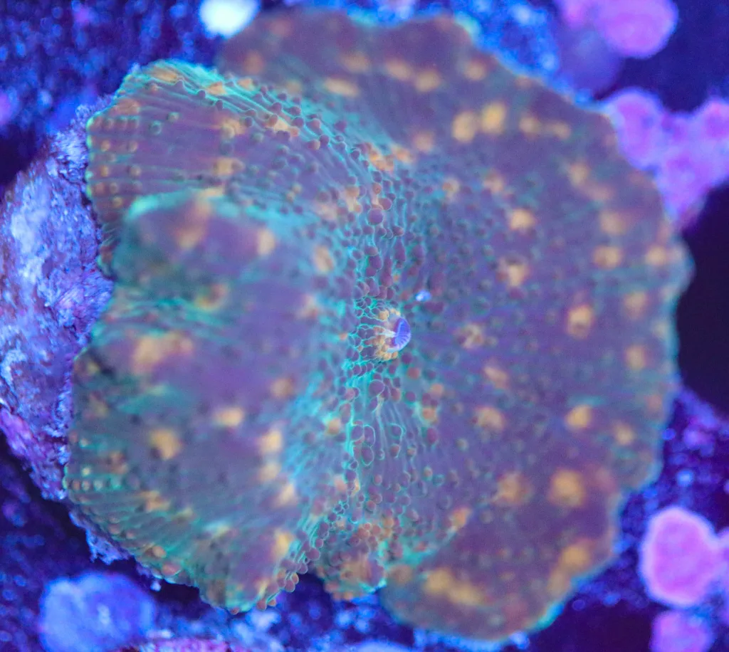 Frag Box Corals