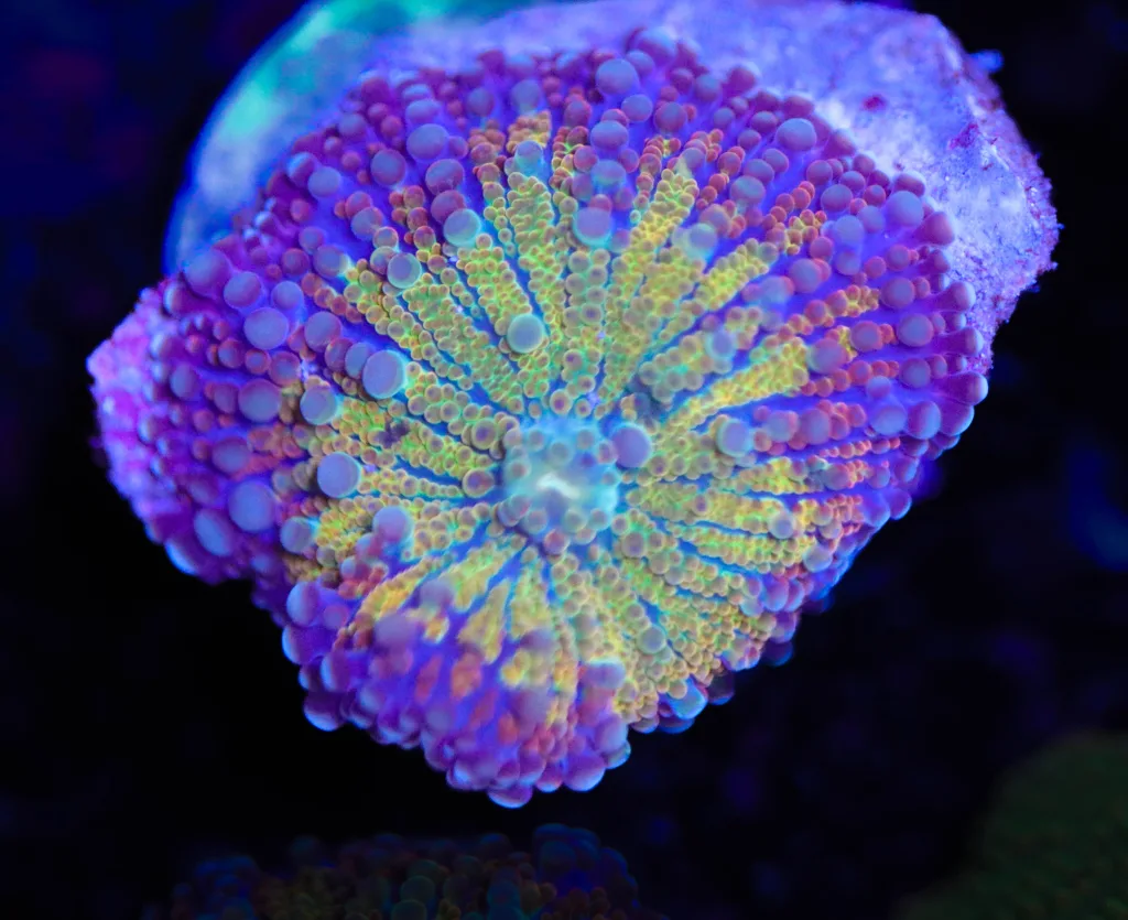 Frag Box Corals