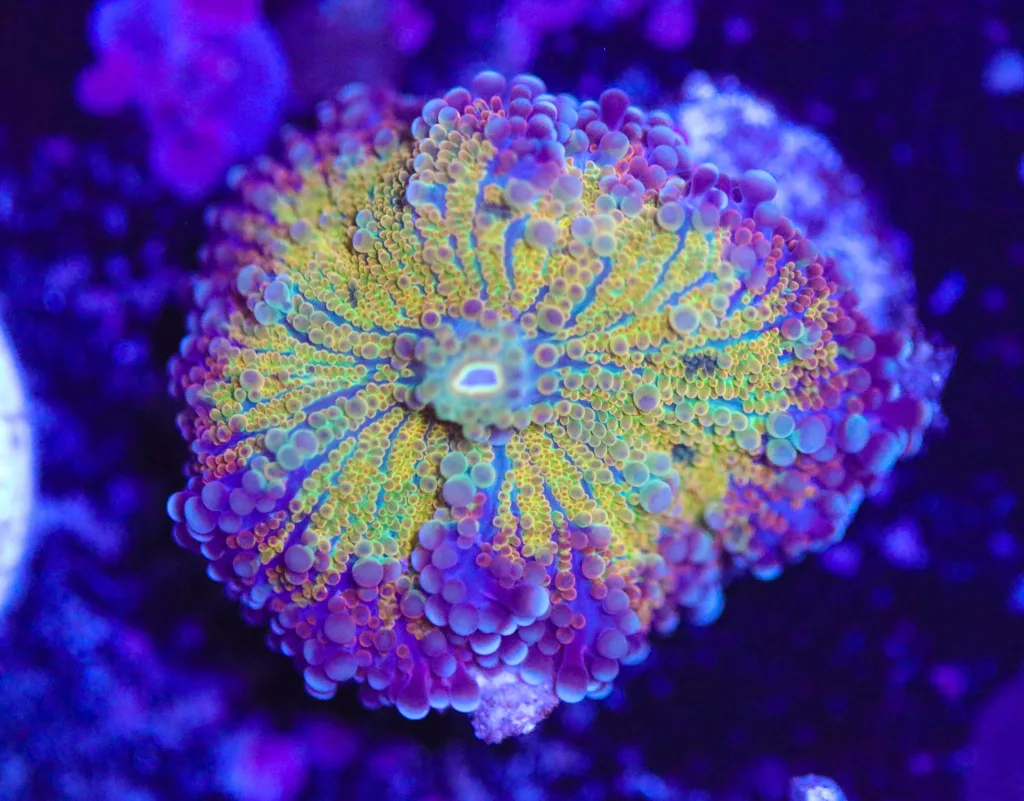 Frag Box Corals