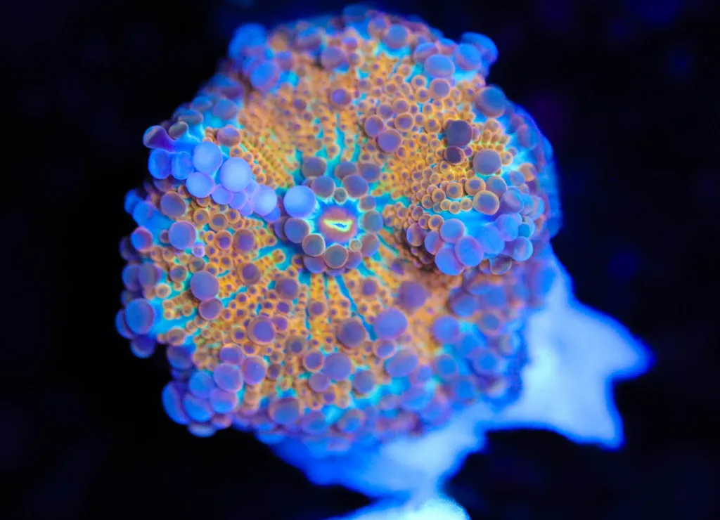 Frag Box Corals