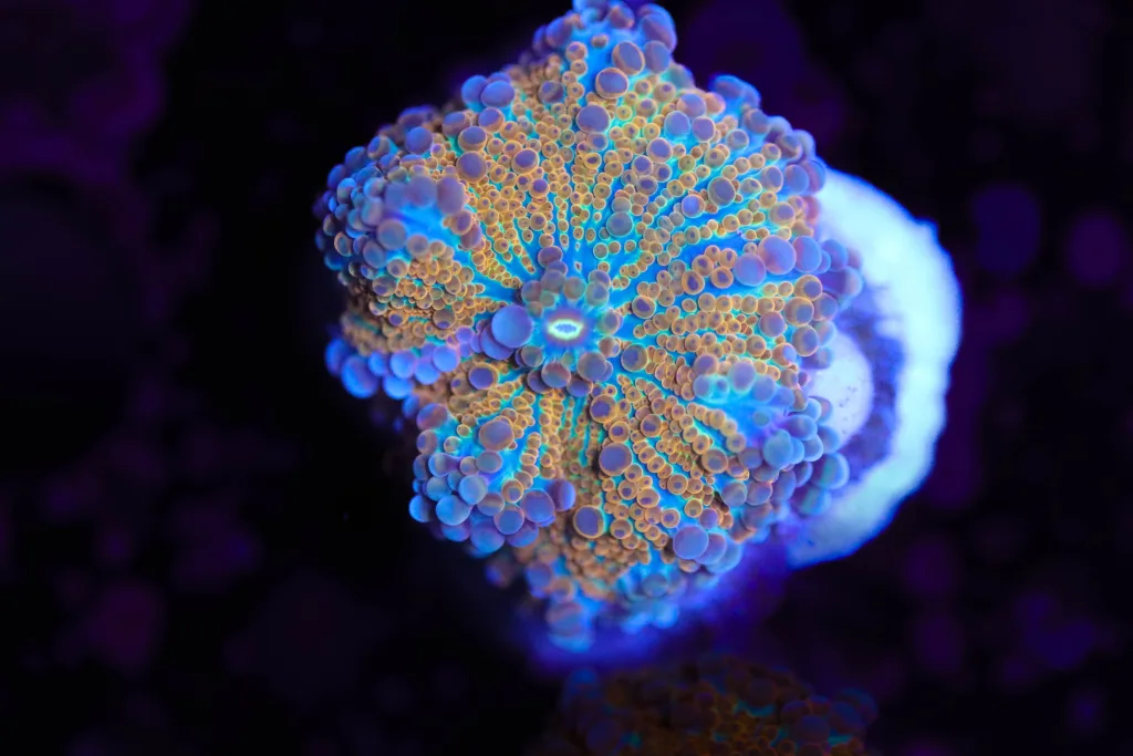 Frag Box Corals