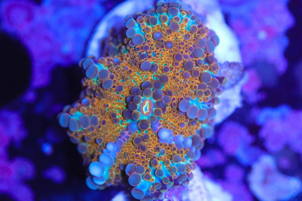 Frag Box Corals