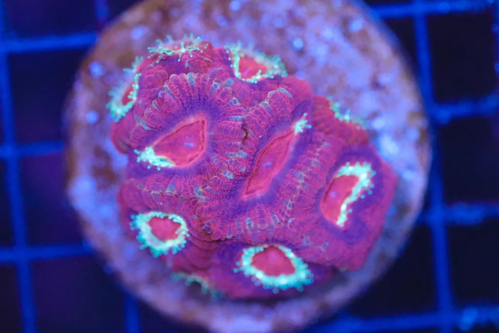 Frag Box Corals