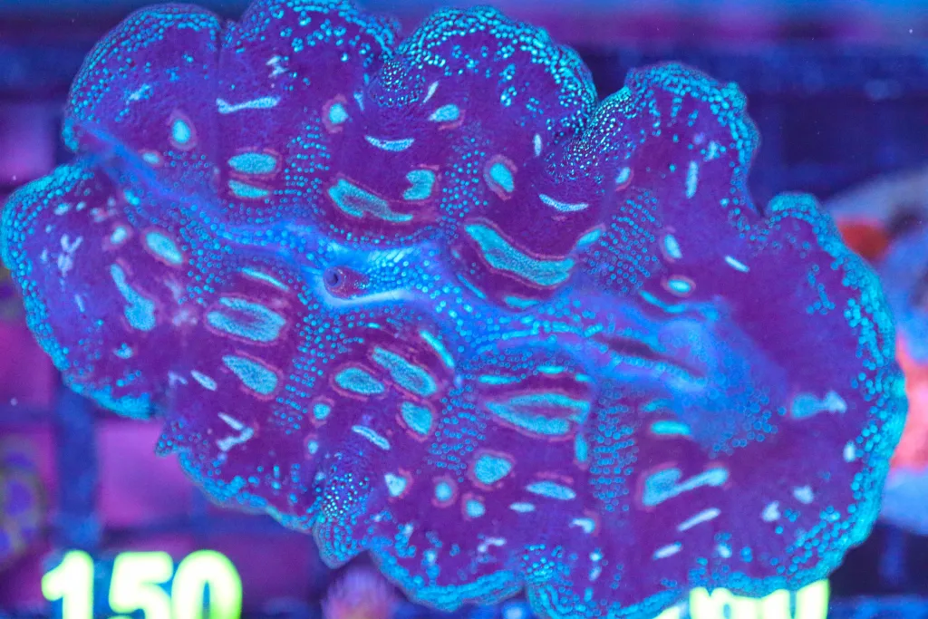 Frag Box Corals
