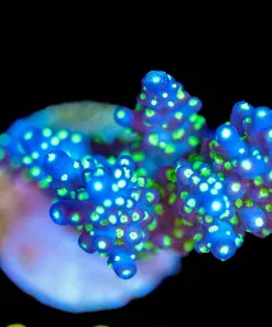 Wysiwyg XL Acropora Valida 'Bonsai 'Frag [F148]